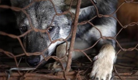 迷你世界狼怎么驯服